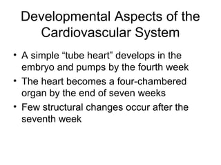 Developmental Aspects of the
Cardiovascular System
• A simple “tube heart” develops in the
embryo and pumps by the fourth week
• The heart becomes a four-chambered
organ by the end of seven weeks
• Few structural changes occur after the
seventh week
 