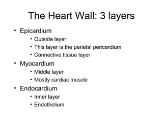 The Heart Wall: 3 layers
• Epicardium
• Outside layer
• This layer is the parietal pericardium
• Connective tissue layer
• Myocardium
• Middle layer
• Mostly cardiac muscle
• Endocardium
• Inner layer
• Endothelium
 