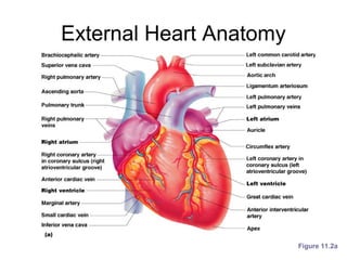 External Heart Anatomy
Figure 11.2a
 