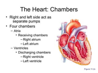 The Heart: Chambers
• Right and left side act as
separate pumps
• Four chambers
– Atria
• Receiving chambers
– Right atrium
– Left atrium
– Ventricles
• Discharging chambers
– Right ventricle
– Left ventricle
Figure 11.2c
 