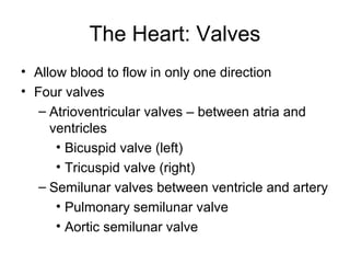 The Heart: Valves
• Allow blood to flow in only one direction
• Four valves
– Atrioventricular valves – between atria and
ventricles
• Bicuspid valve (left)
• Tricuspid valve (right)
– Semilunar valves between ventricle and artery
• Pulmonary semilunar valve
• Aortic semilunar valve
 