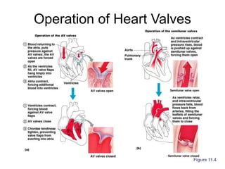 Operation of Heart Valves
Figure 11.4
 