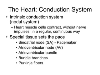 The Heart: Conduction System
• Intrinsic conduction system
(nodal system)
– Heart muscle cells contract, without nerve
impulses, in a regular, continuous way
• Special tissue sets the pace
• Sinoatrial node (SA) - Pacemaker
• Atrioventricular node (AV)
• Atrioventricular bundle
• Bundle branches
• Purkinje fibers
 