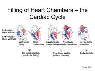 Filling of Heart Chambers – the
Cardiac Cycle
Figure 11.6
 