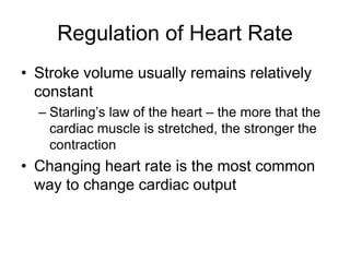 Regulation of Heart Rate
• Stroke volume usually remains relatively
constant
– Starling’s law of the heart – the more that the
cardiac muscle is stretched, the stronger the
contraction
• Changing heart rate is the most common
way to change cardiac output
 