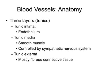 Blood Vessels: Anatomy
• Three layers (tunics)
– Tunic intima:
• Endothelium
– Tunic media
• Smooth muscle
• Controlled by sympathetic nervous system
– Tunic externa
• Mostly fibrous connective tissue
 
