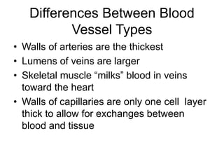 Differences Between Blood
Vessel Types
• Walls of arteries are the thickest
• Lumens of veins are larger
• Skeletal muscle “milks” blood in veins
toward the heart
• Walls of capillaries are only one cell layer
thick to allow for exchanges between
blood and tissue
 