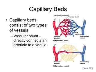 Capillary Beds
• Capillary beds
consist of two types
of vessels
– Vascular shunt –
directly connects an
arteriole to a venule
Figure 11.10
 