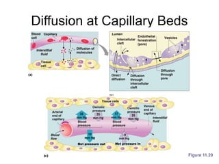 Diffusion at Capillary Beds
Figure 11.20
 