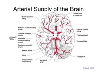 Arterial Supply of the Brain
Figure 11.13
 