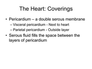 The Heart: Coverings
• Pericardium – a double serous membrane
– Visceral pericardium - Next to heart
– Parietal pericardium - Outside layer
• Serous fluid fills the space between the
layers of pericardium
 