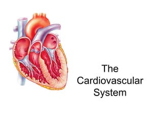 The
Cardiovascular
System
 