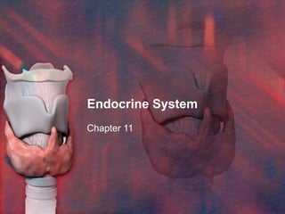 Endocrine System Chapter 11 