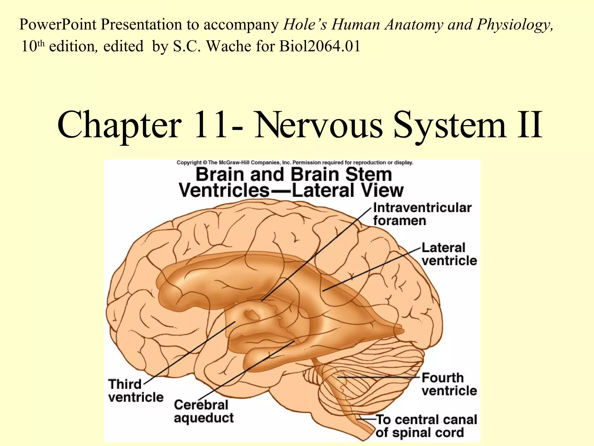 Chapter 11- Nervous System II PowerPoint Presentation to accompany  Hole’s Human Anatomy and Physiology,  10 th  edition ,  edited   by S.C. Wache for Biol2064.01 