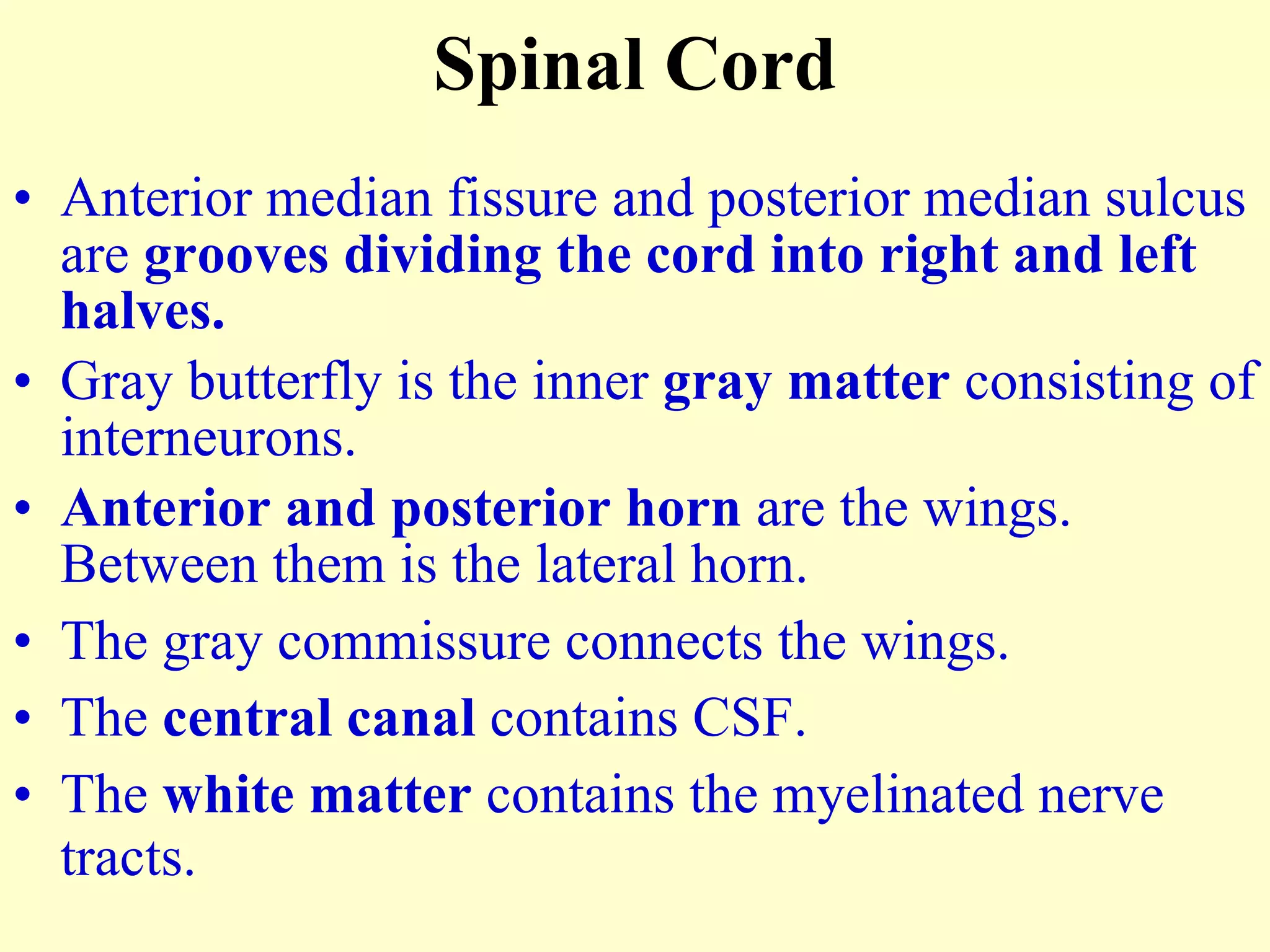 Anterior median fissure and posterior median sulcus are  grooves dividing the cord into right and left halves. Gray butterfly is the inner  gray matter  consisting of interneurons. Anterior and posterior horn  are the wings. Between them is the lateral horn. The gray commissure connects the wings. The  central canal  contains CSF. The  white matter  contains the myelinated nerve tracts. Spinal Cord 