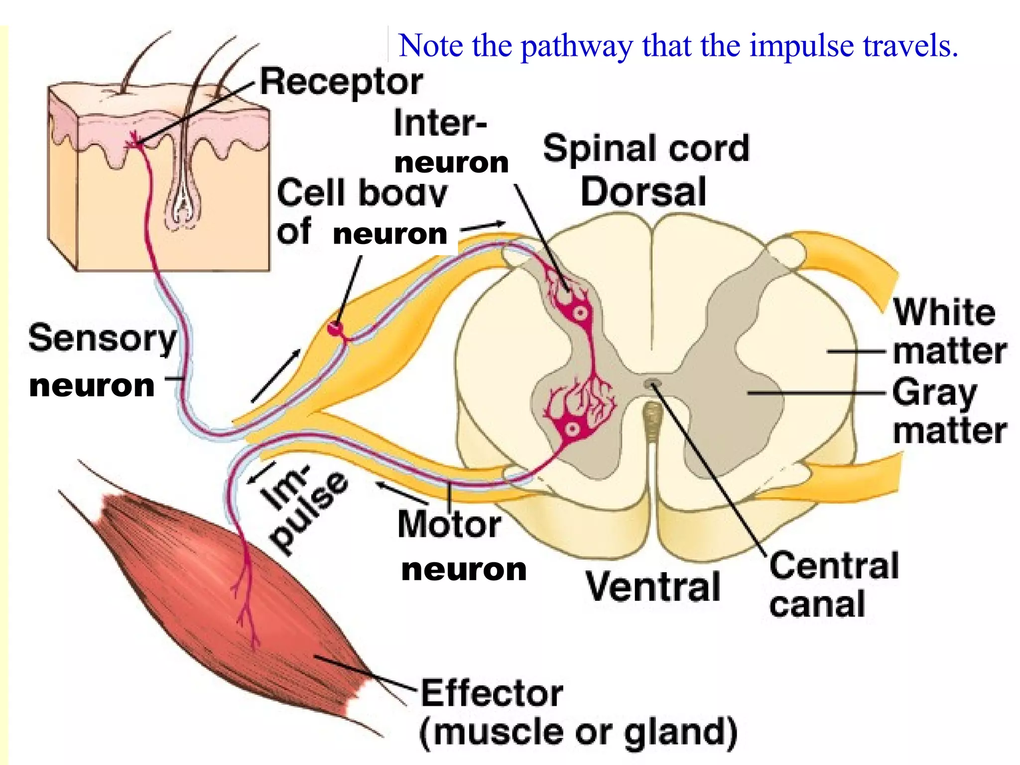 Note the pathway that the impulse travels. neuron neuron neuron  neuron 