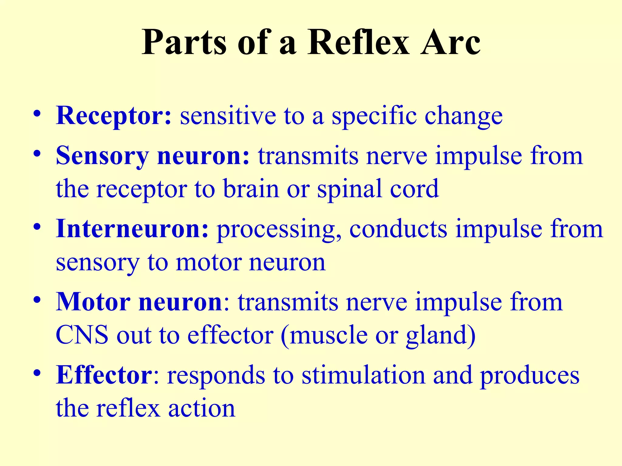 Parts of a Reflex Arc Receptor:  sensitive to a specific change Sensory neuron:  transmits nerve impulse from the receptor to brain or spinal cord Interneuron:  processing, conducts impulse from sensory to motor neuron Motor neuron : transmits nerve impulse from CNS out to effector (muscle or gland) Effector : responds to stimulation and produces the reflex action 