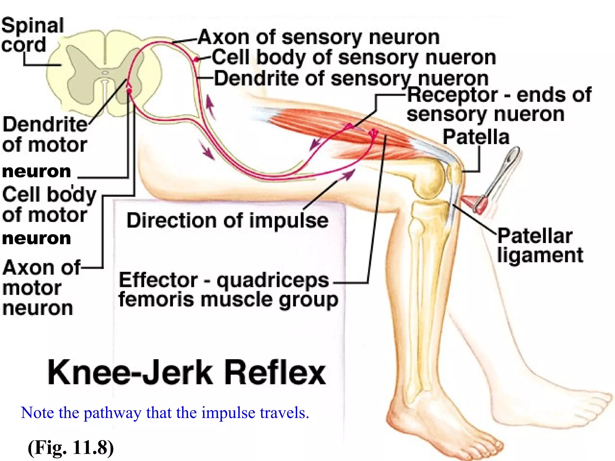(Fig. 11.8) Note the pathway that the impulse travels. neuron neuron 