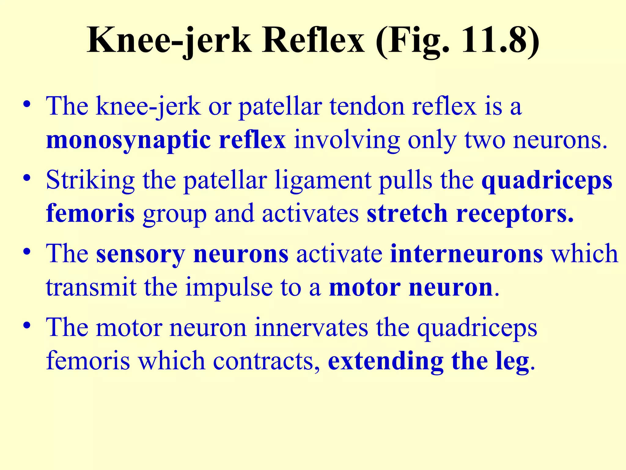 Knee-jerk Reflex (Fig. 11.8) The knee-jerk or patellar tendon reflex is a  monosynaptic reflex  involving only two neurons. Striking the patellar ligament pulls the  quadriceps femoris  group and activates  stretch receptors. The  sensory neurons  activate  interneurons  which transmit the impulse to a  motor neuron .  The motor neuron innervates the quadriceps femoris which contracts,  extending the leg . 