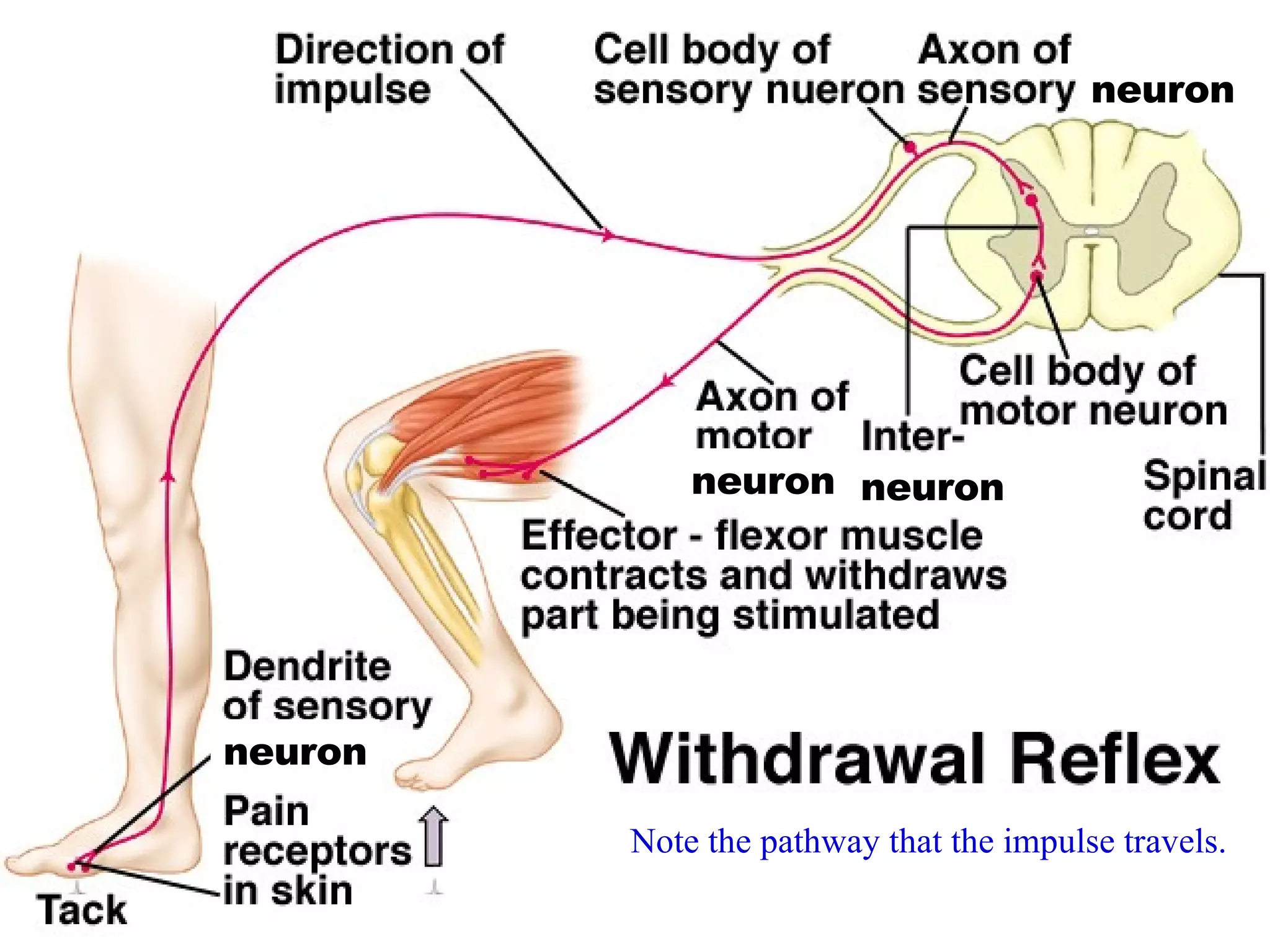 Note the pathway that the impulse travels. neuron neuron neuron neuron 
