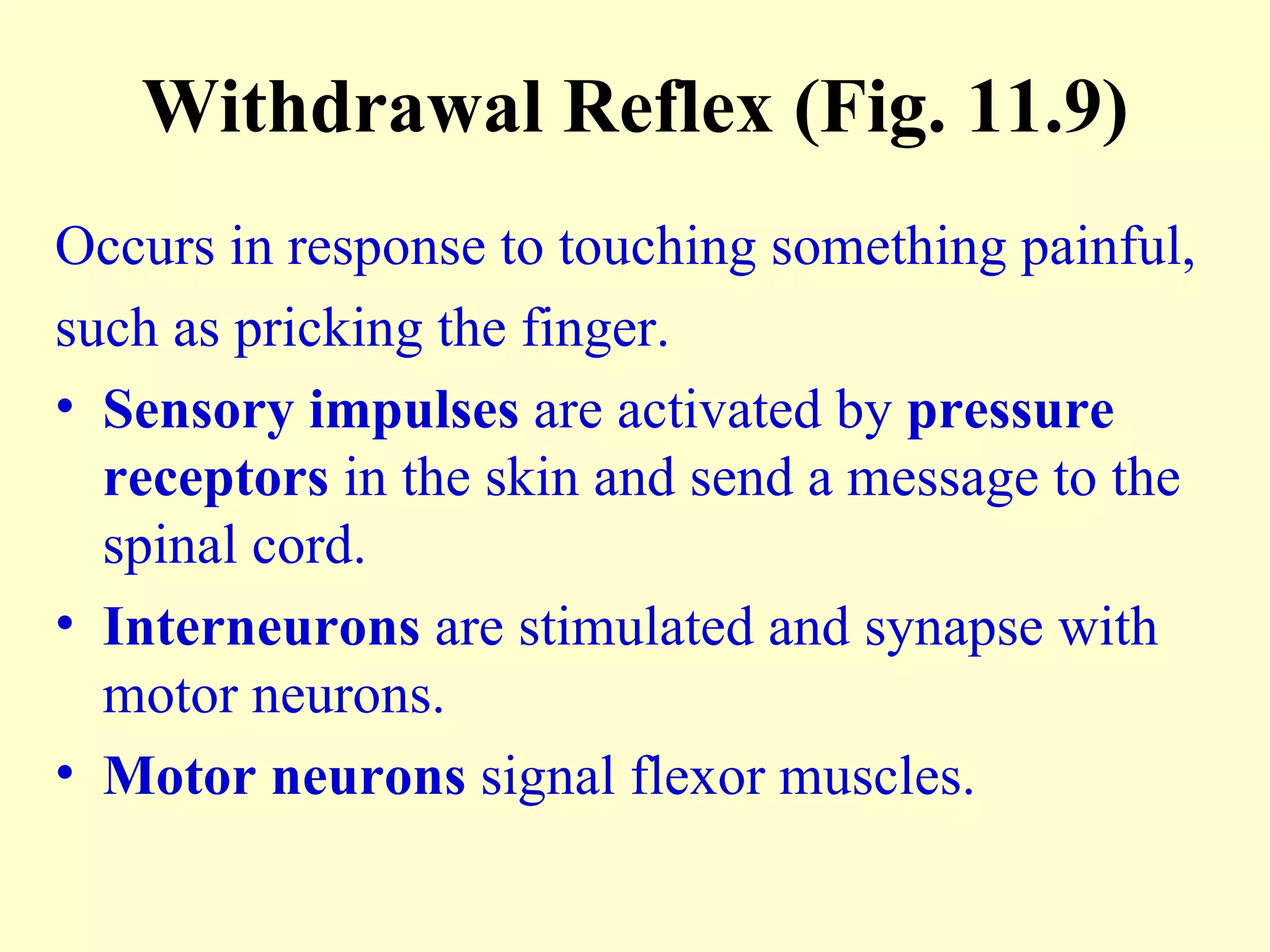Withdrawal Reflex (Fig. 11.9) Occurs in response to touching something painful,  such as pricking the finger. Sensory impulses  are activated by  pressure receptors  in the skin and send a message to the spinal cord. Interneurons  are stimulated and synapse with motor neurons. Motor neurons  signal flexor muscles. 