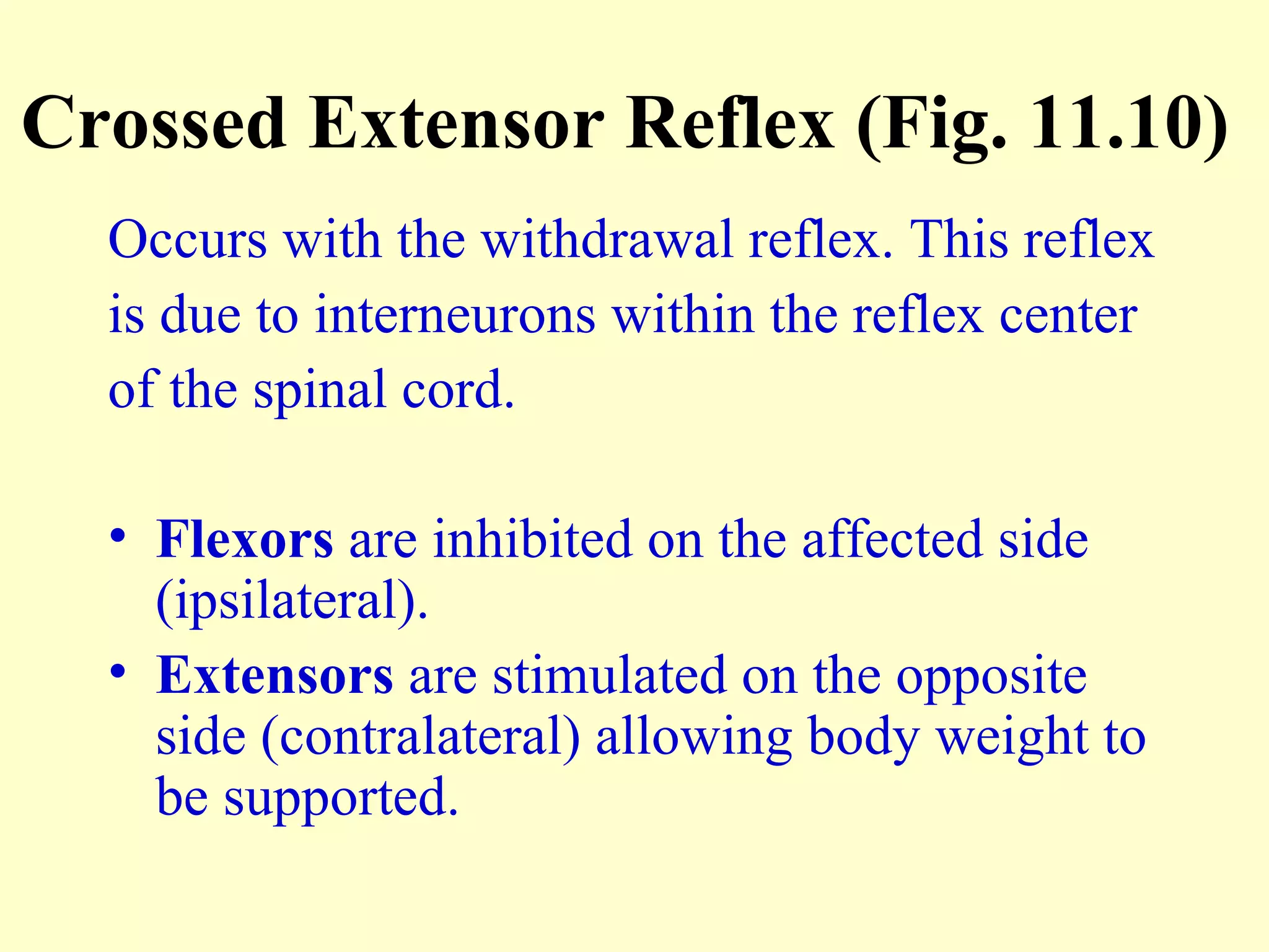 Crossed Extensor Reflex (Fig. 11.10)  Occurs with the withdrawal reflex. This reflex is due to interneurons within the reflex center  of the spinal cord. Flexors  are inhibited on the affected side (ipsilateral). Extensors  are stimulated on the opposite side (contralateral) allowing body weight to be supported. 