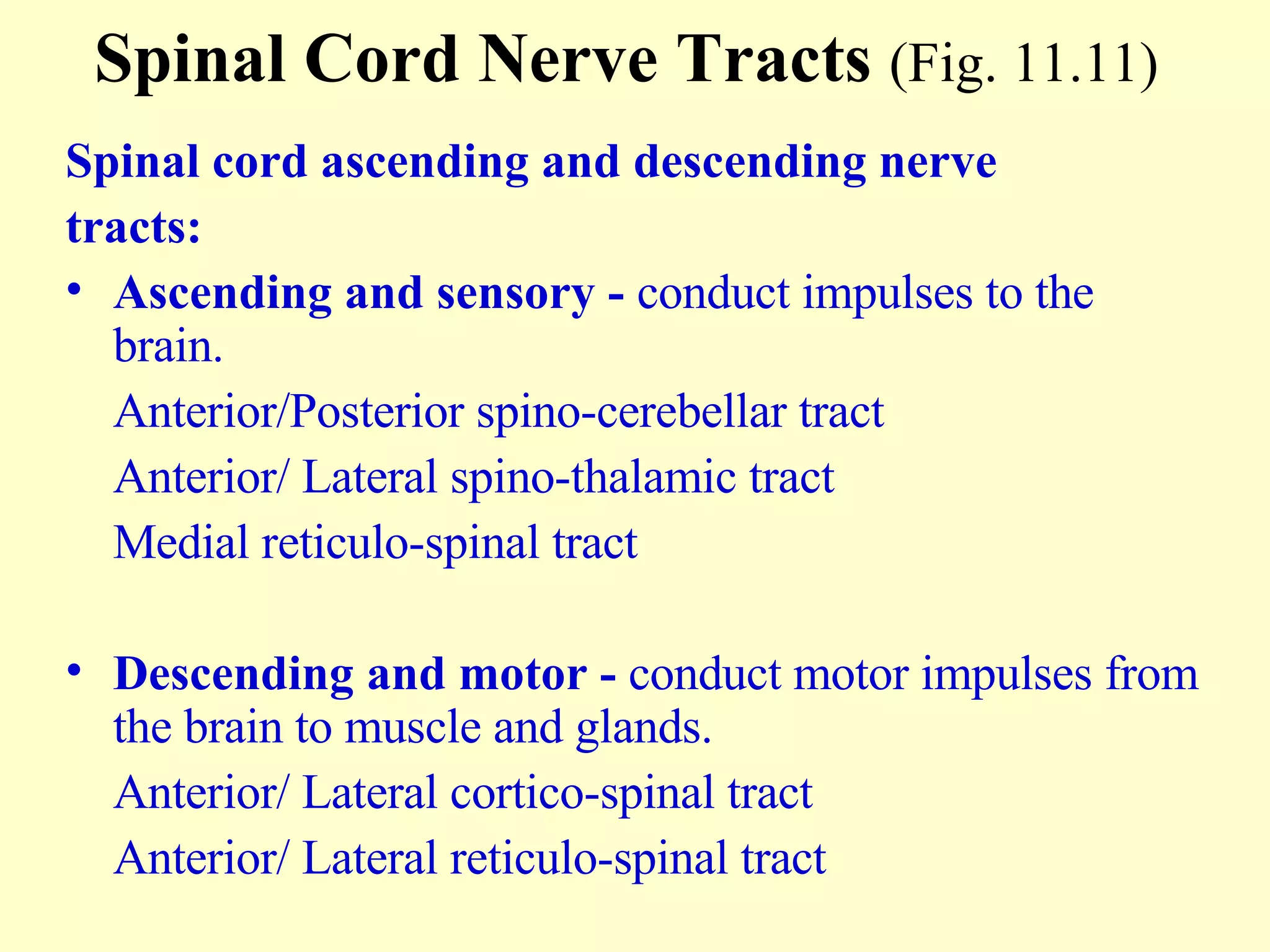Spinal Cord Nerve Tracts  (Fig. 11.11)   Spinal cord ascending and descending nerve  tracts: Ascending and sensory -  conduct impulses to the brain. Anterior/Posterior spino-cerebellar tract Anterior/ Lateral spino-thalamic tract Medial reticulo-spinal tract Descending and motor -  conduct motor impulses from the brain to muscle and glands. Anterior/ Lateral cortico-spinal tract Anterior/ Lateral reticulo-spinal tract 