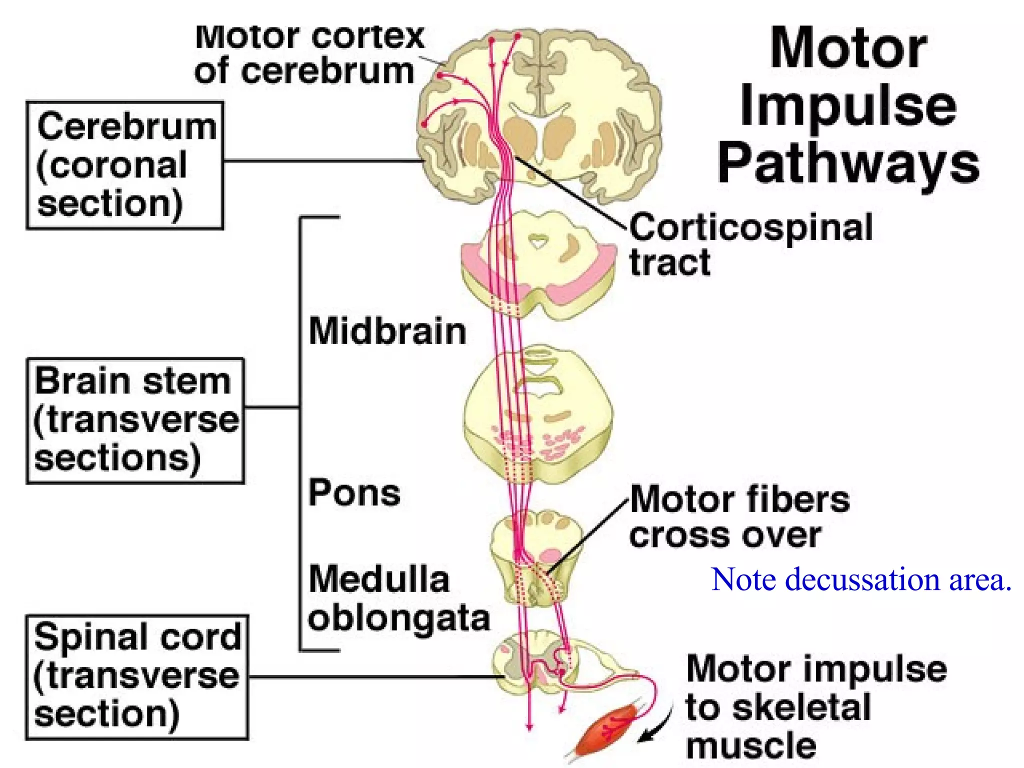 Note decussation area. 