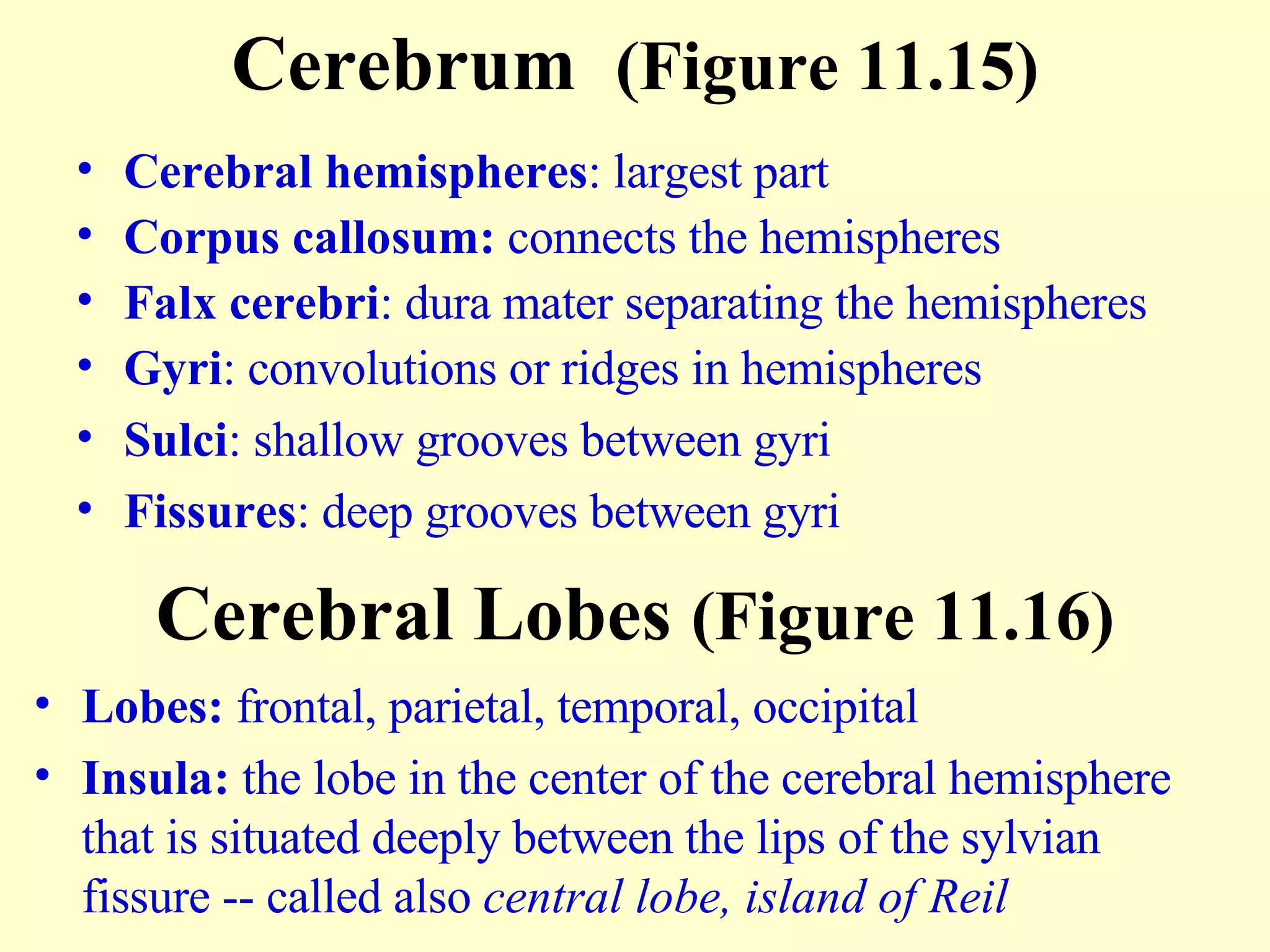 Cerebral hemispheres : largest part Corpus callosum:  connects the hemispheres Falx cerebri : dura mater separating the hemispheres Gyri : convolutions or ridges in hemispheres Sulci : shallow grooves between gyri Fissures : deep grooves between gyri Cerebrum  (Figure 11.15) Cerebral Lobes  (Figure 11.16) Lobes:  frontal, parietal, temporal, occipital  Insula:  the lobe in the center of the cerebral hemisphere that is situated deeply between the lips of the sylvian fissure -- called also  central lobe,   island of Reil   
