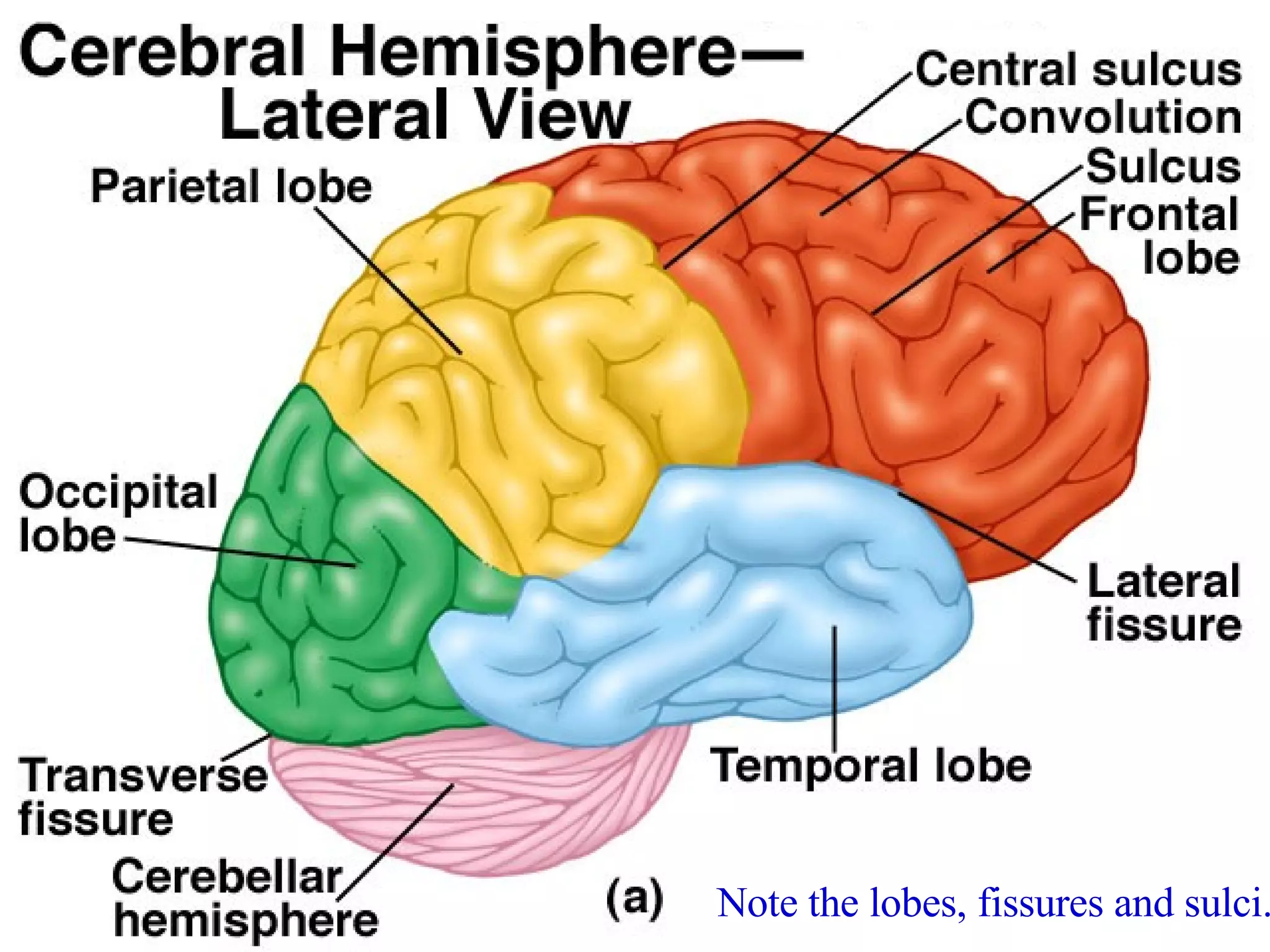 Note the lobes, fissures and sulci. 