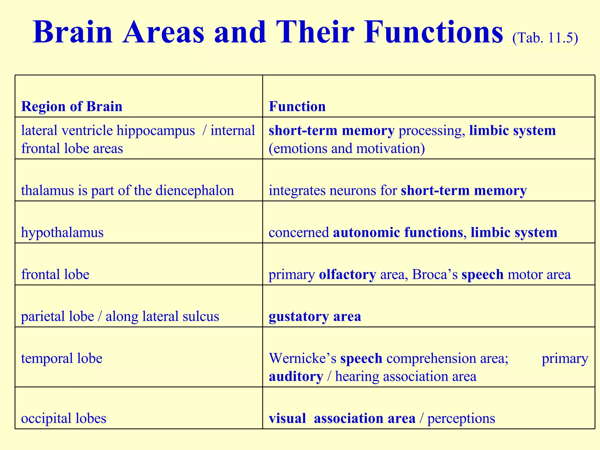 Brain Areas and Their Functions  (Tab. 11.5) visual  association area  / perceptions occipital lobes Wernicke’s  speech  comprehension area;  primary  auditory  / hearing association area temporal lobe gustatory   area parietal lobe / along lateral sulcus primary  olfactory  area, Broca’s  speech  motor area frontal lobe concerned  autonomic functions ,  limbic system hypothalamus integrates neurons for  short-term memory thalamus is part of the diencephalon short-term memory  processing,  limbic system  (emotions and motivation) lateral ventricle hippocampus  / internal frontal lobe areas Function Region of Brain 