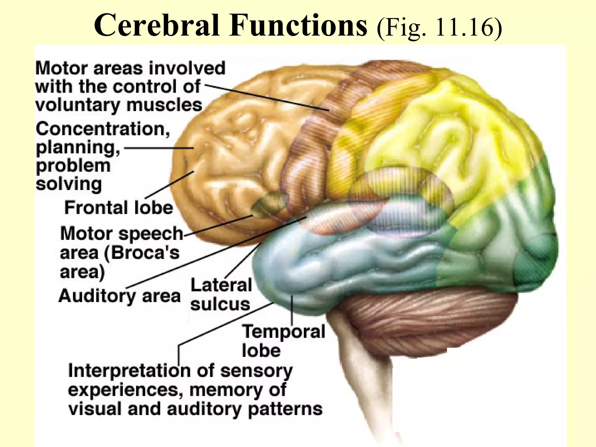 Cerebral Functions  (Fig. 11.16) 