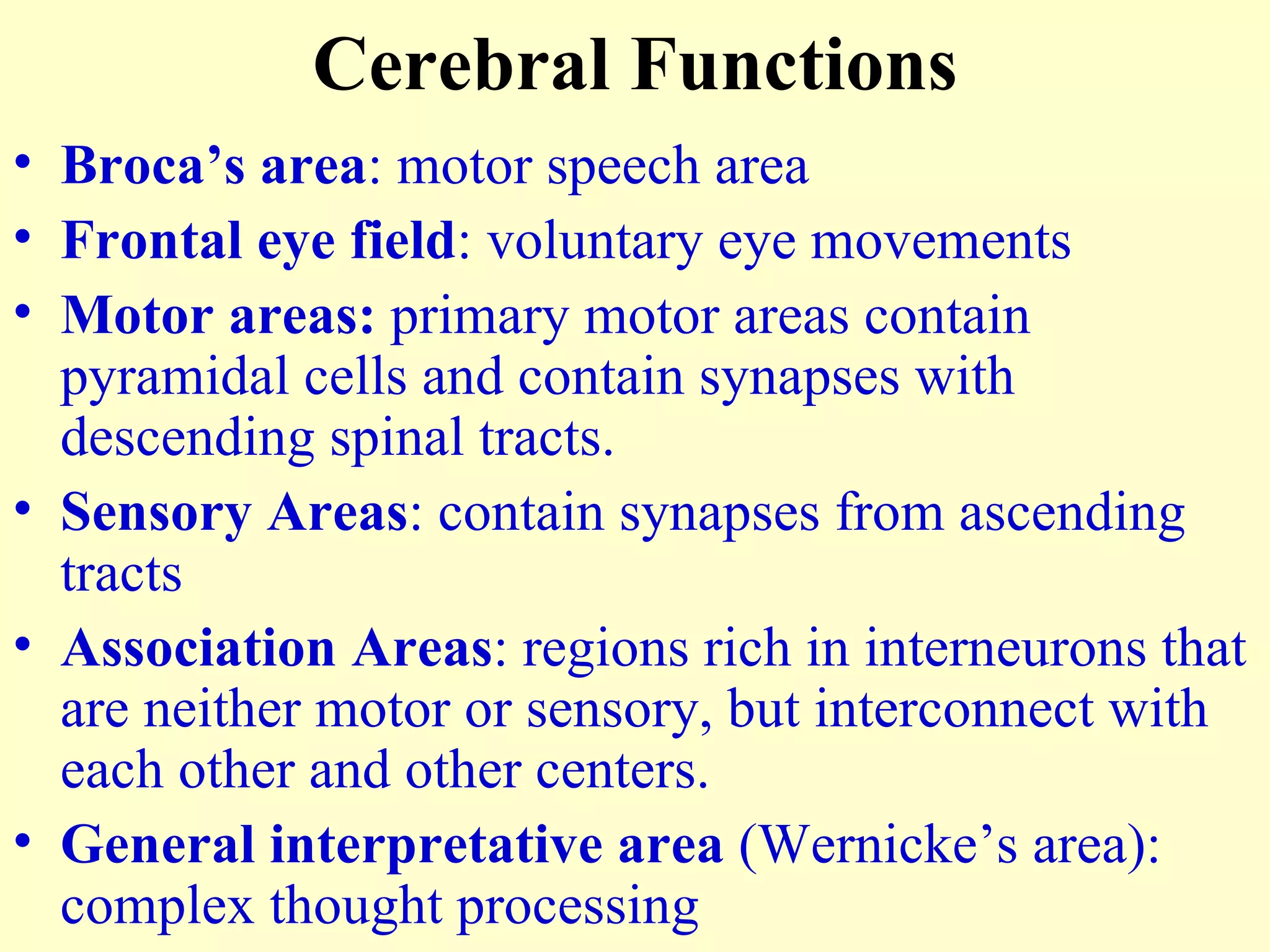 Broca’s area : motor speech area Frontal eye field : voluntary eye movements Motor areas:  primary motor areas contain pyramidal cells and contain synapses with descending spinal tracts. Sensory Areas : contain synapses from ascending tracts Association Areas : regions rich in interneurons that are neither motor or sensory, but interconnect with each other and other centers. General interpretative area  (Wernicke’s area): complex thought processing Cerebral Functions 
