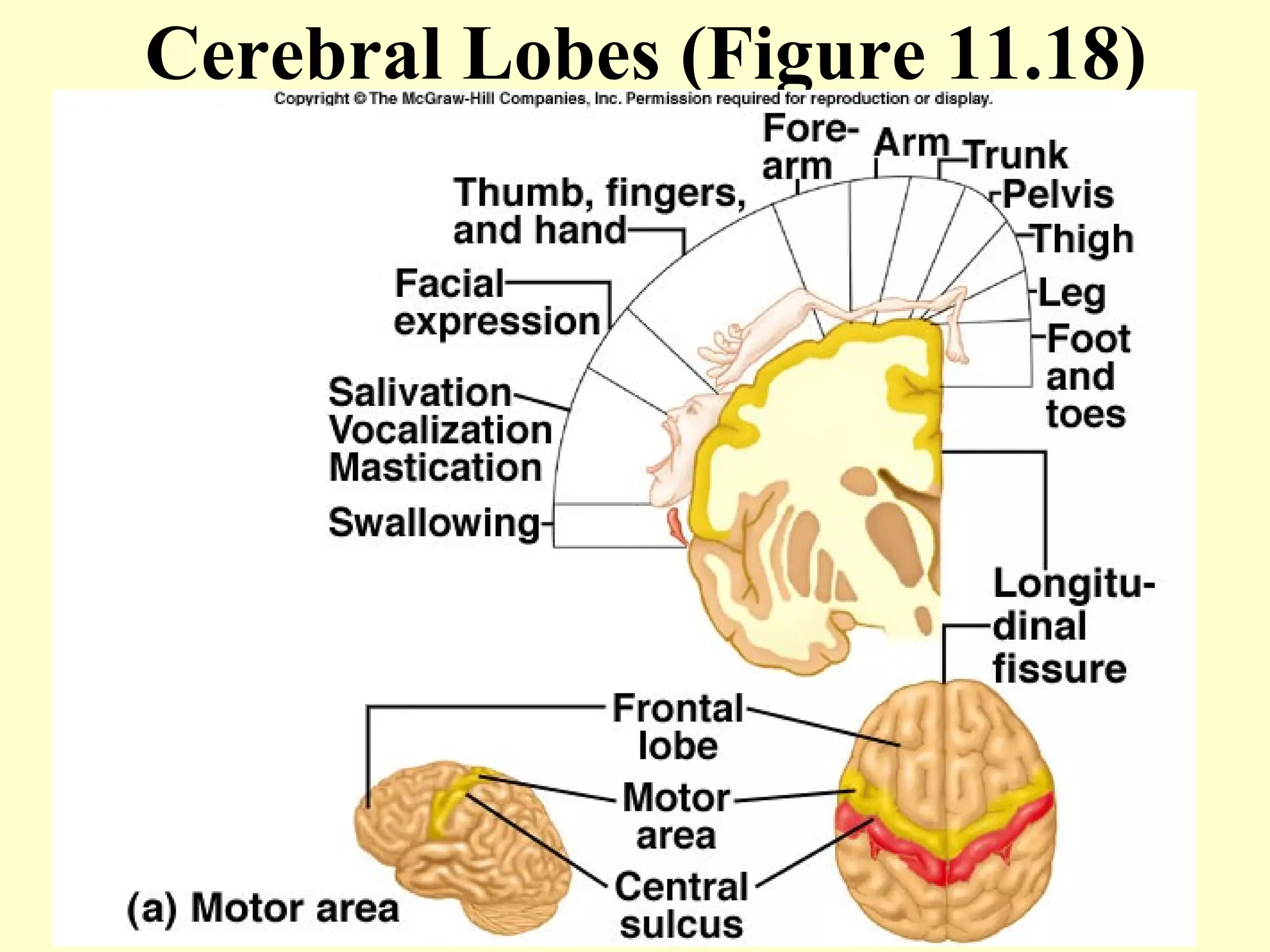 Cerebral Lobes (Figure 11.18) 