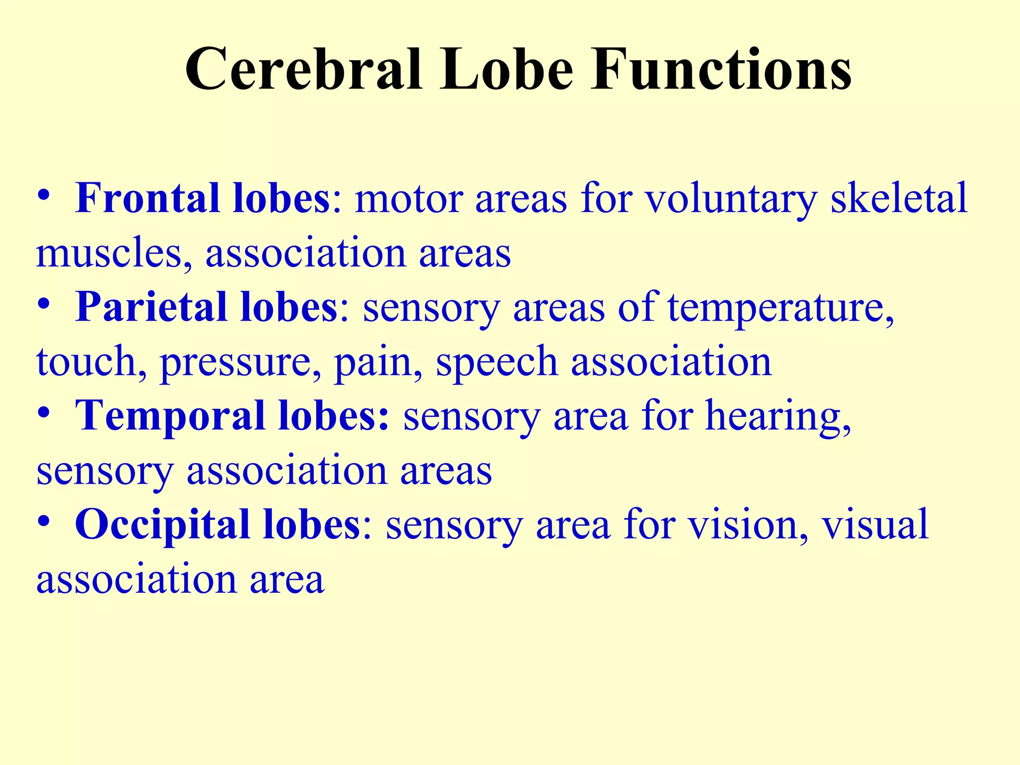 Frontal lobes : motor areas for voluntary skeletal muscles, association areas Parietal lobes : sensory areas of temperature, touch, pressure, pain, speech association Temporal lobes:  sensory area for hearing, sensory association areas Occipital lobes : sensory area for vision, visual association area Cerebral Lobe Functions 