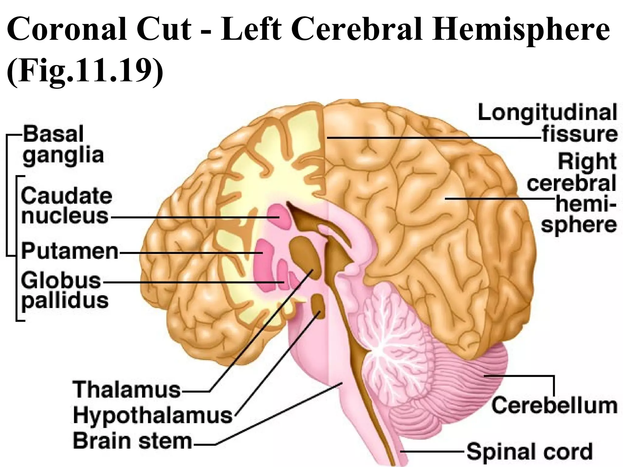 Coronal Cut - Left Cerebral Hemisphere (Fig.11.19) 