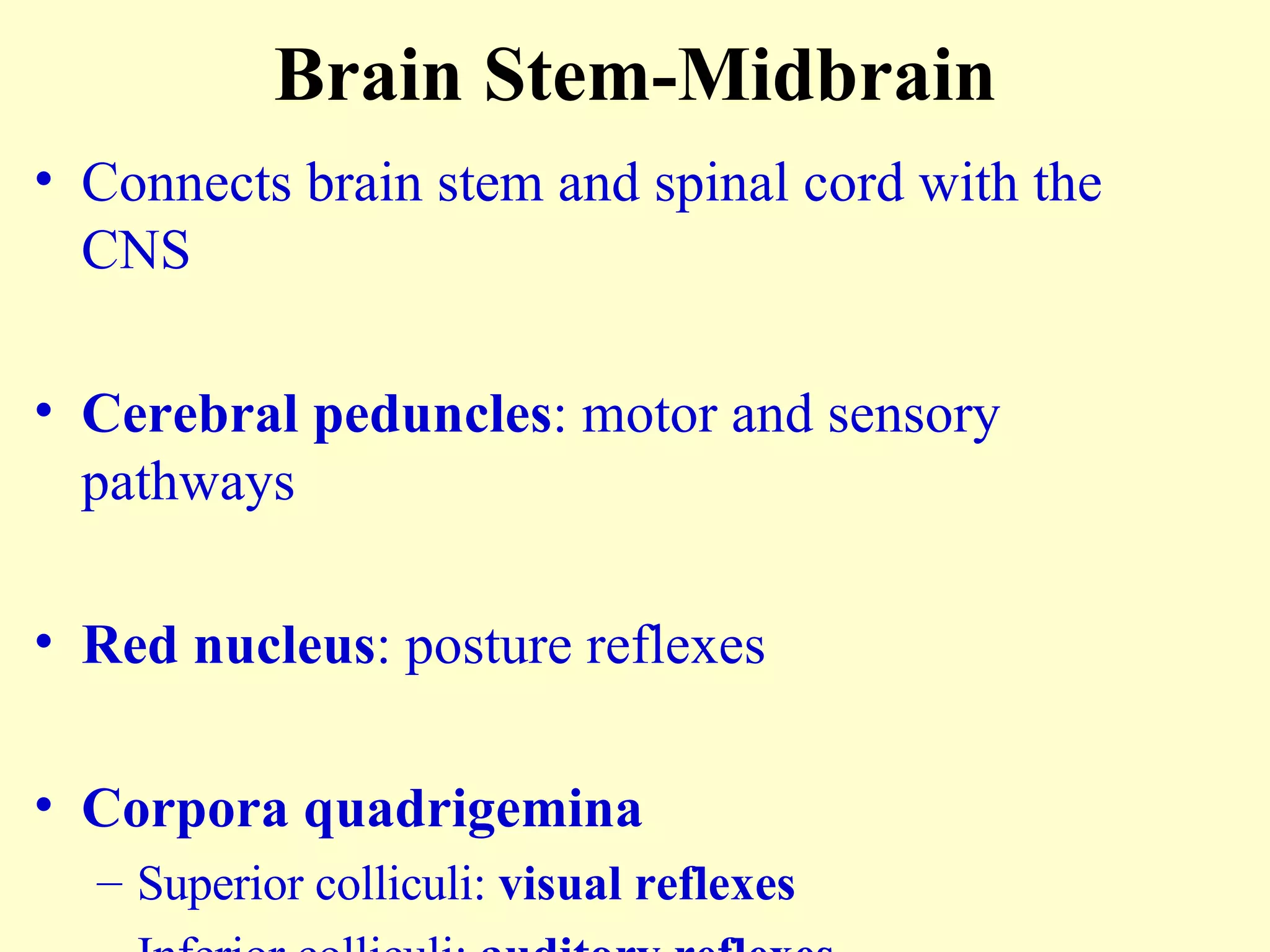 Brain Stem-Midbrain Connects brain stem and spinal cord with the CNS Cerebral peduncles : motor and sensory pathways Red nucleus : posture reflexes Corpora quadrigemina Superior colliculi:  visual reflexes Inferior colliculi:  auditory reflexes 