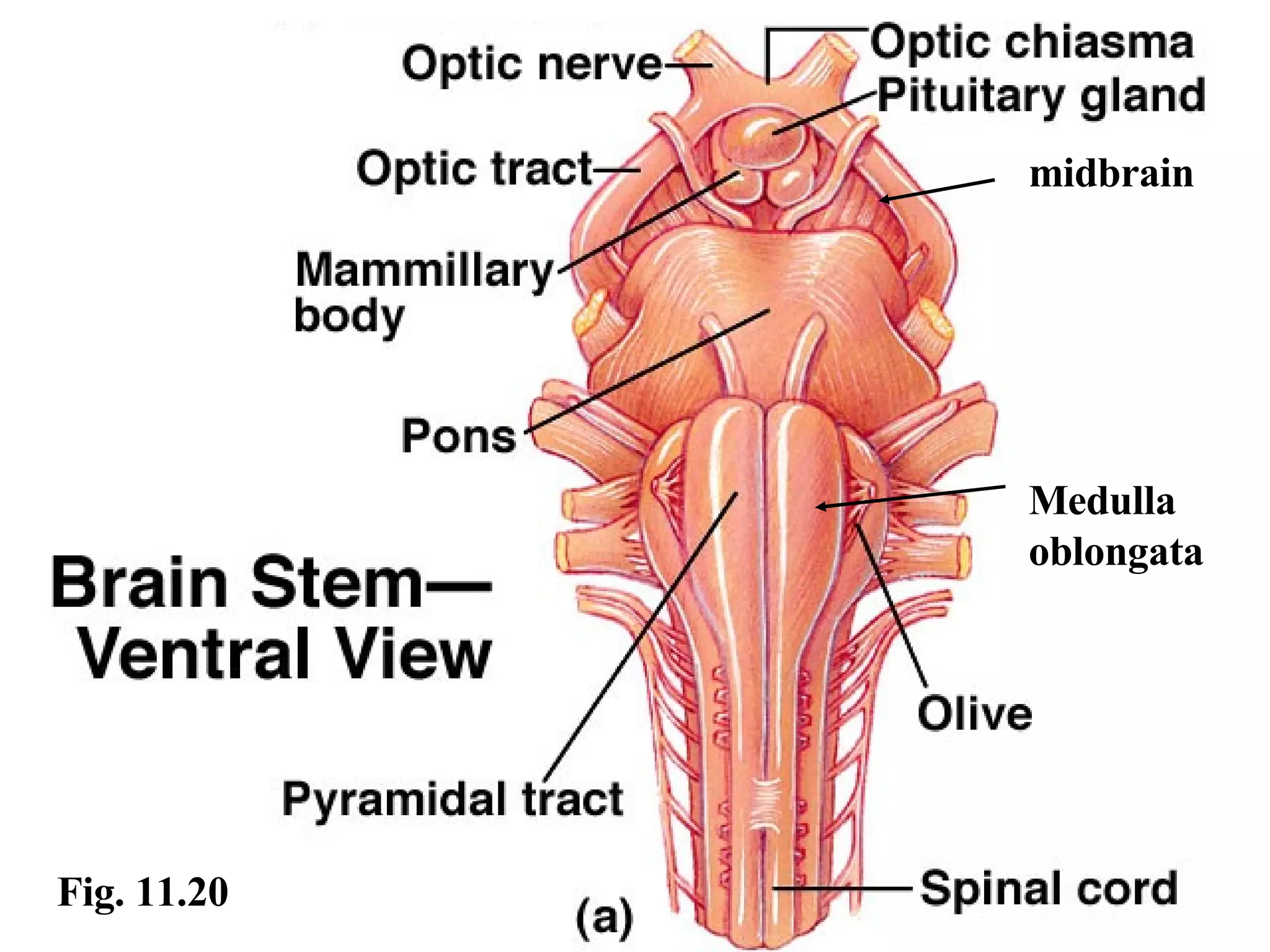 Fig. 11.20 midbrain Medulla oblongata 