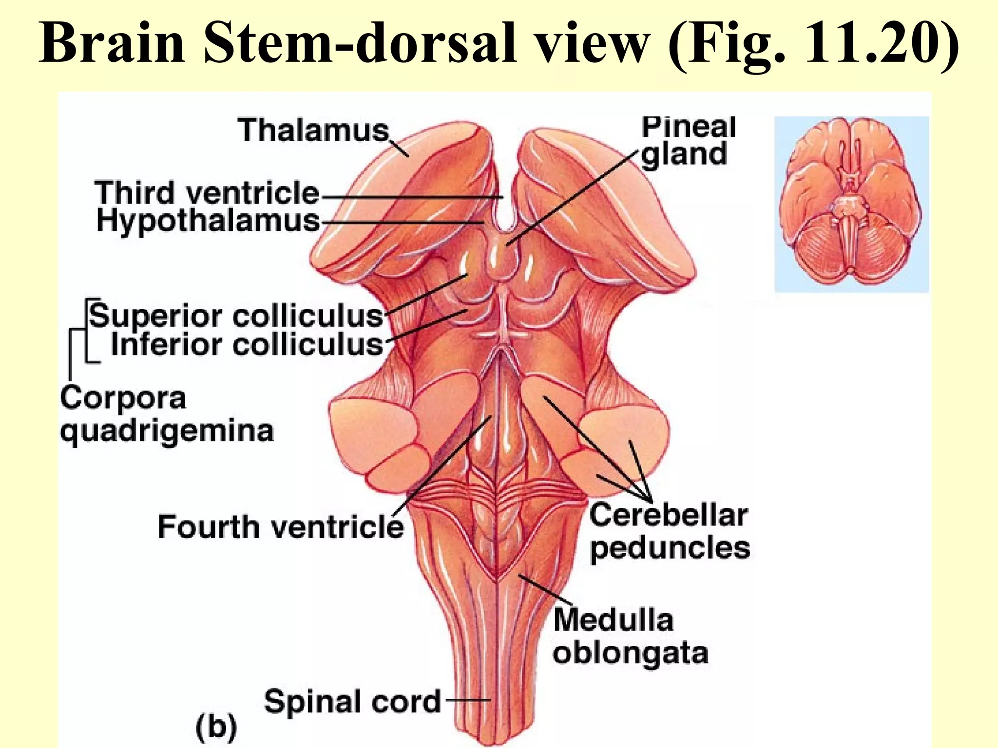 Brain Stem-dorsal view (Fig. 11.20) 