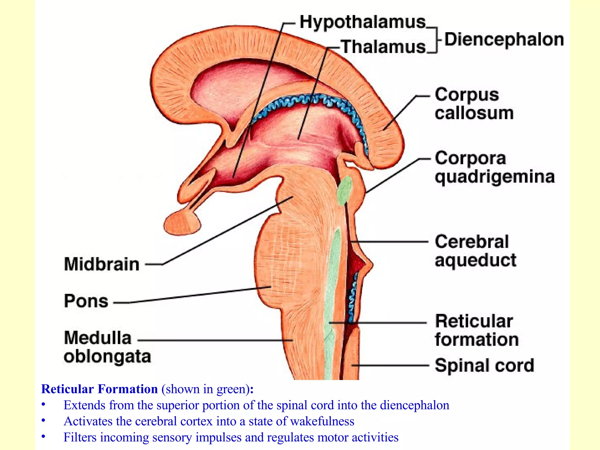 Reticular Formation  (shown in green) :  Extends from the superior portion of the spinal cord into the diencephalon Activates the cerebral cortex into a state of wakefulness Filters incoming sensory impulses and regulates motor activities 