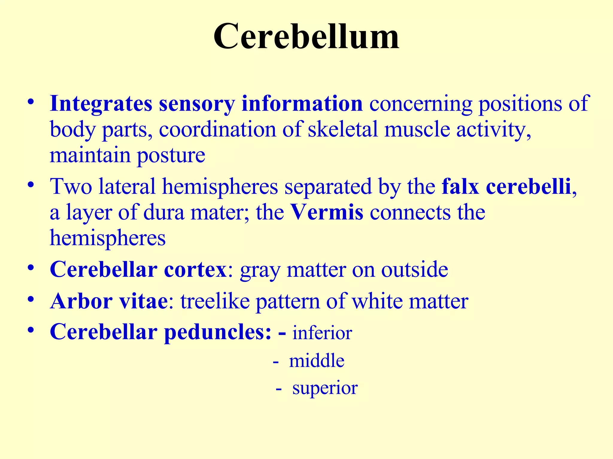 Cerebellum Integrates sensory information  concerning positions of body parts, coordination of skeletal muscle activity, maintain posture Two lateral hemispheres separated by the  falx cerebelli , a layer of dura mater; the  Vermis  connects the hemispheres Cerebellar cortex : gray matter on outside Arbor vitae : treelike pattern of white matter Cerebellar peduncles: -  inferior  -  middle    -  superior  