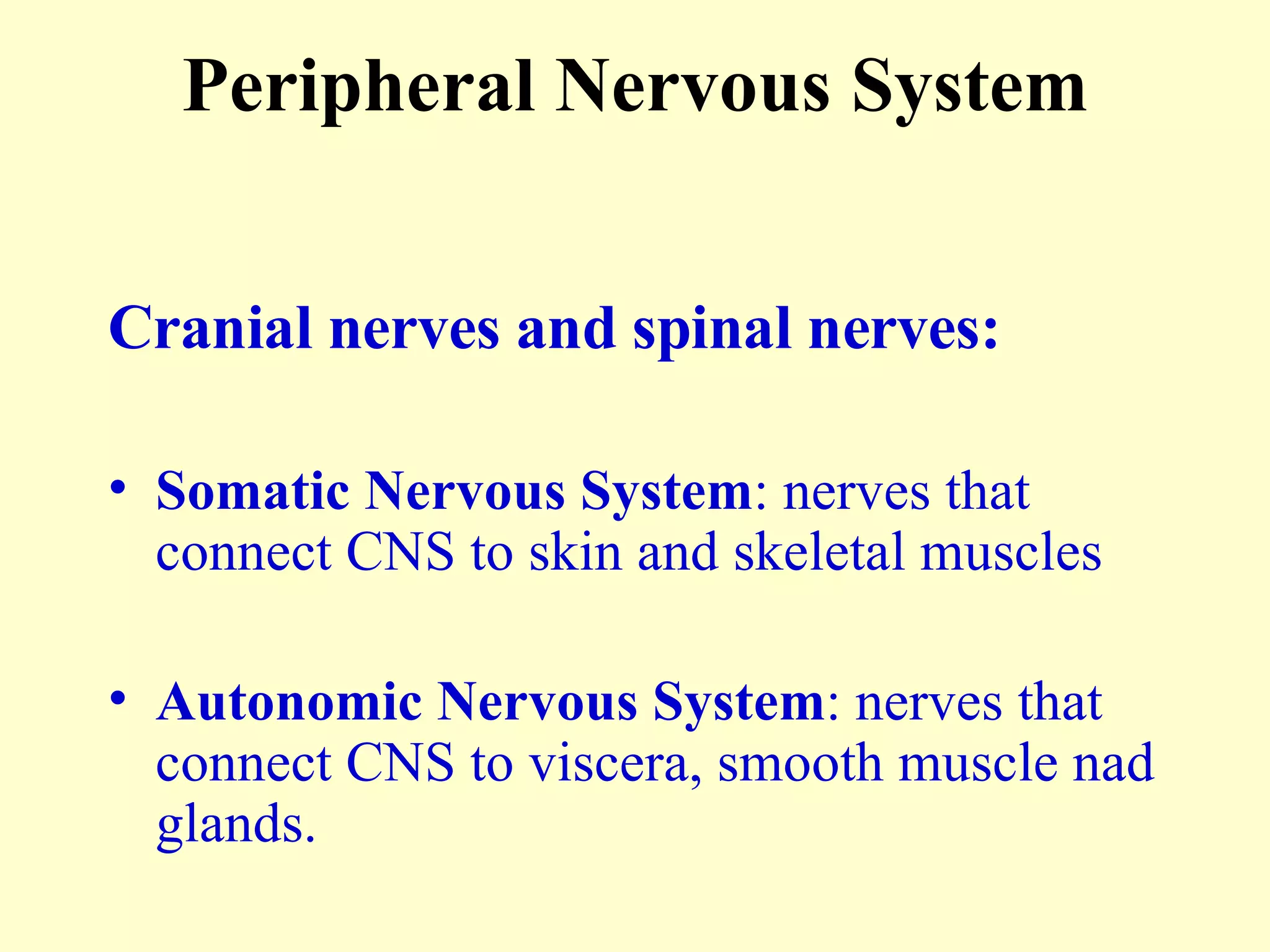 Peripheral Nervous System Cranial nerves and spinal nerves: Somatic Nervous System : nerves that connect CNS to skin and skeletal muscles Autonomic Nervous System : nerves that connect CNS to viscera, smooth muscle nad glands. 