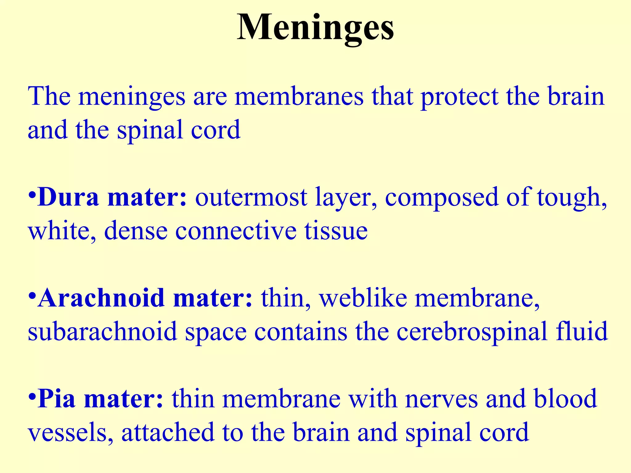 The meninges are membranes that protect the brain and the spinal cord Dura mater:  outermost layer, composed of tough, white, dense connective tissue Arachnoid mater:  thin, weblike membrane, subarachnoid space contains the cerebrospinal fluid Pia mater:  thin membrane with nerves and blood vessels, attached to the brain and spinal cord Meninges 