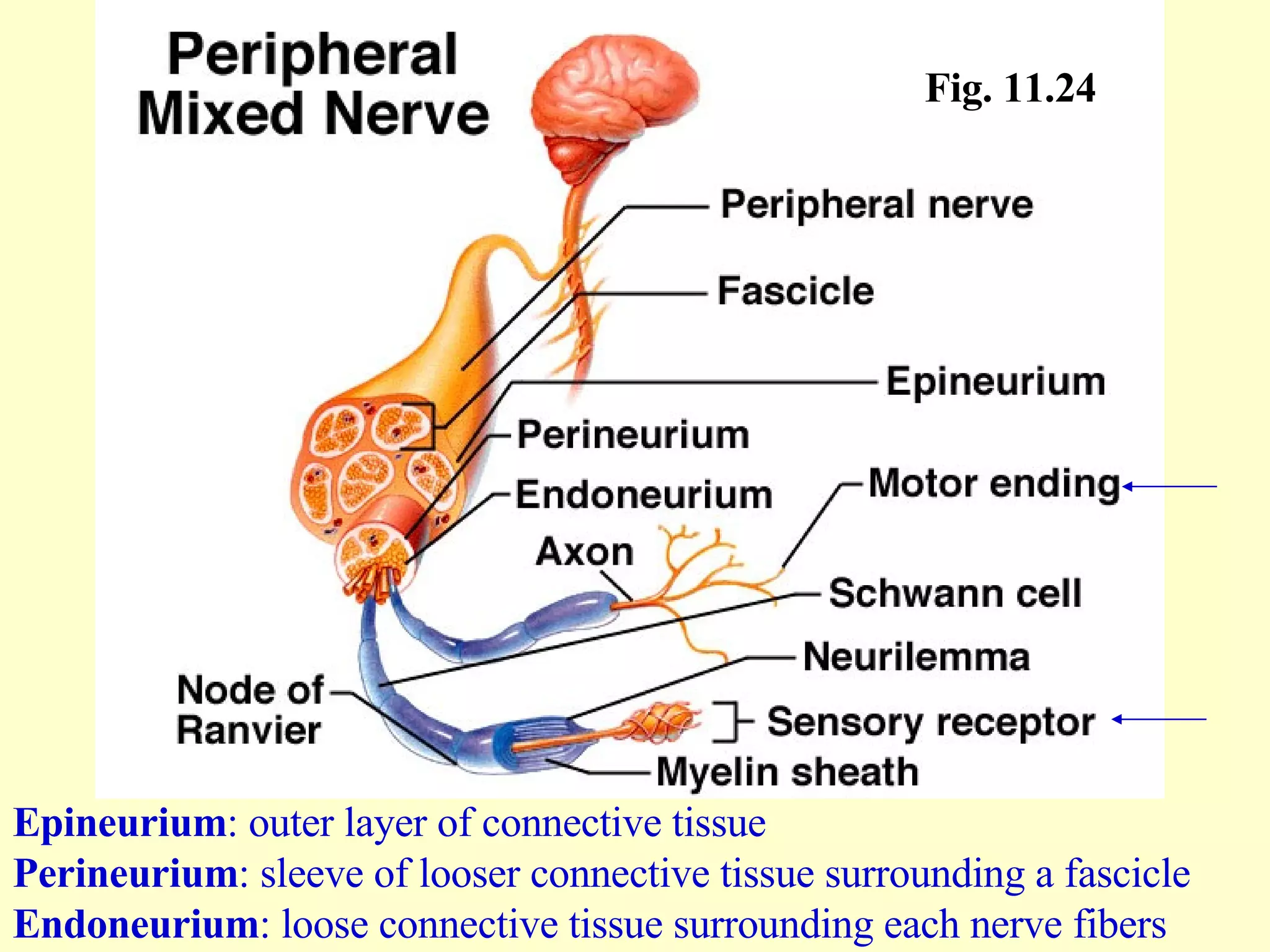 Fig. 11.24 Epineurium : outer layer of connective tissue Perineurium : sleeve of looser connective tissue surrounding a fascicle Endoneurium : loose connective tissue surrounding each nerve fibers 