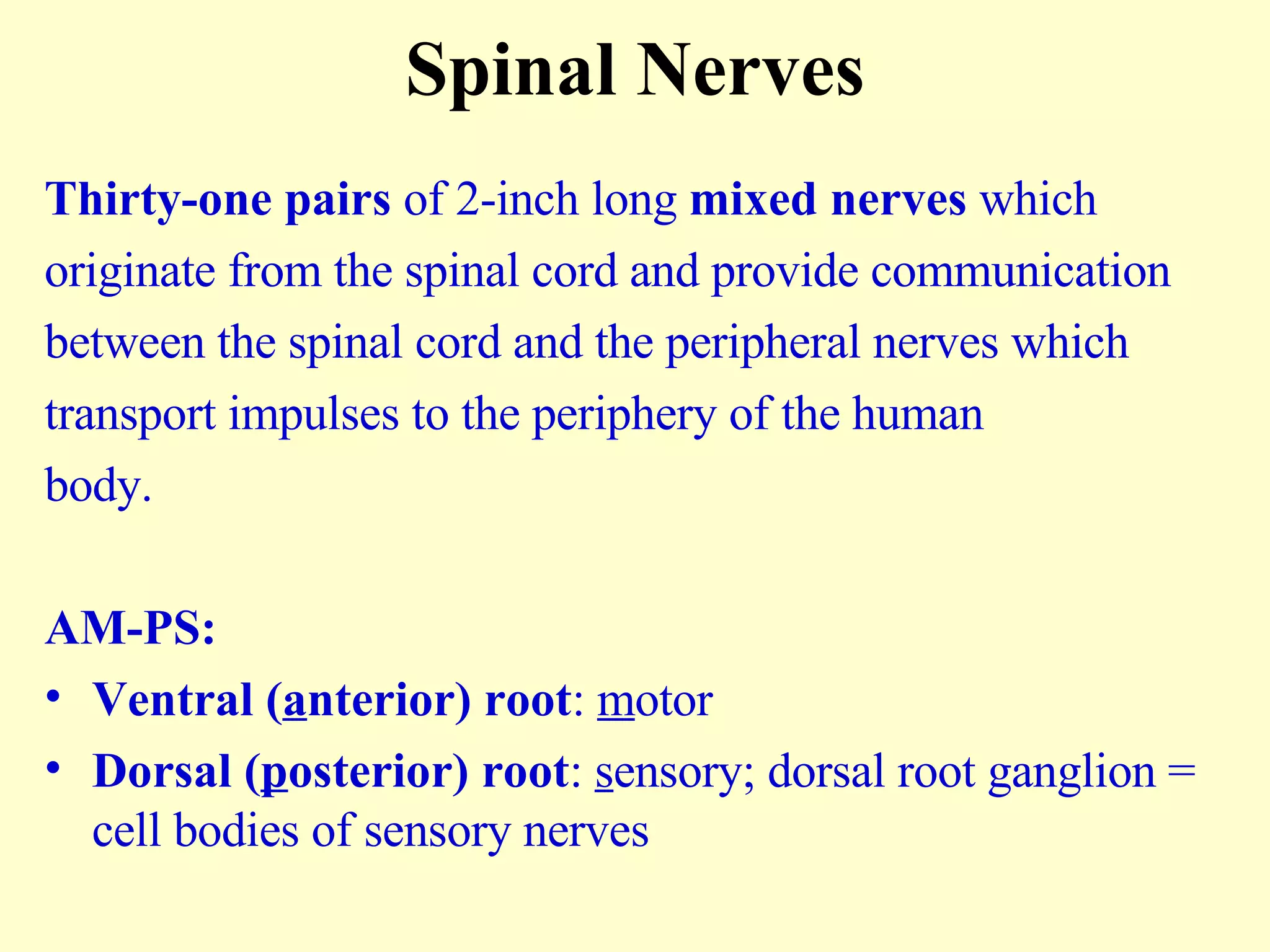 Spinal Nerves Thirty-one pairs  of 2-inch long  mixed nerves  which  originate from the spinal cord and provide communication  between the spinal cord and the peripheral nerves which transport impulses to the periphery of the human  body. AM-PS: Ventral ( a nterior) root :  m otor Dorsal ( p osterior) root :  s ensory; dorsal root ganglion = cell bodies of sensory nerves 