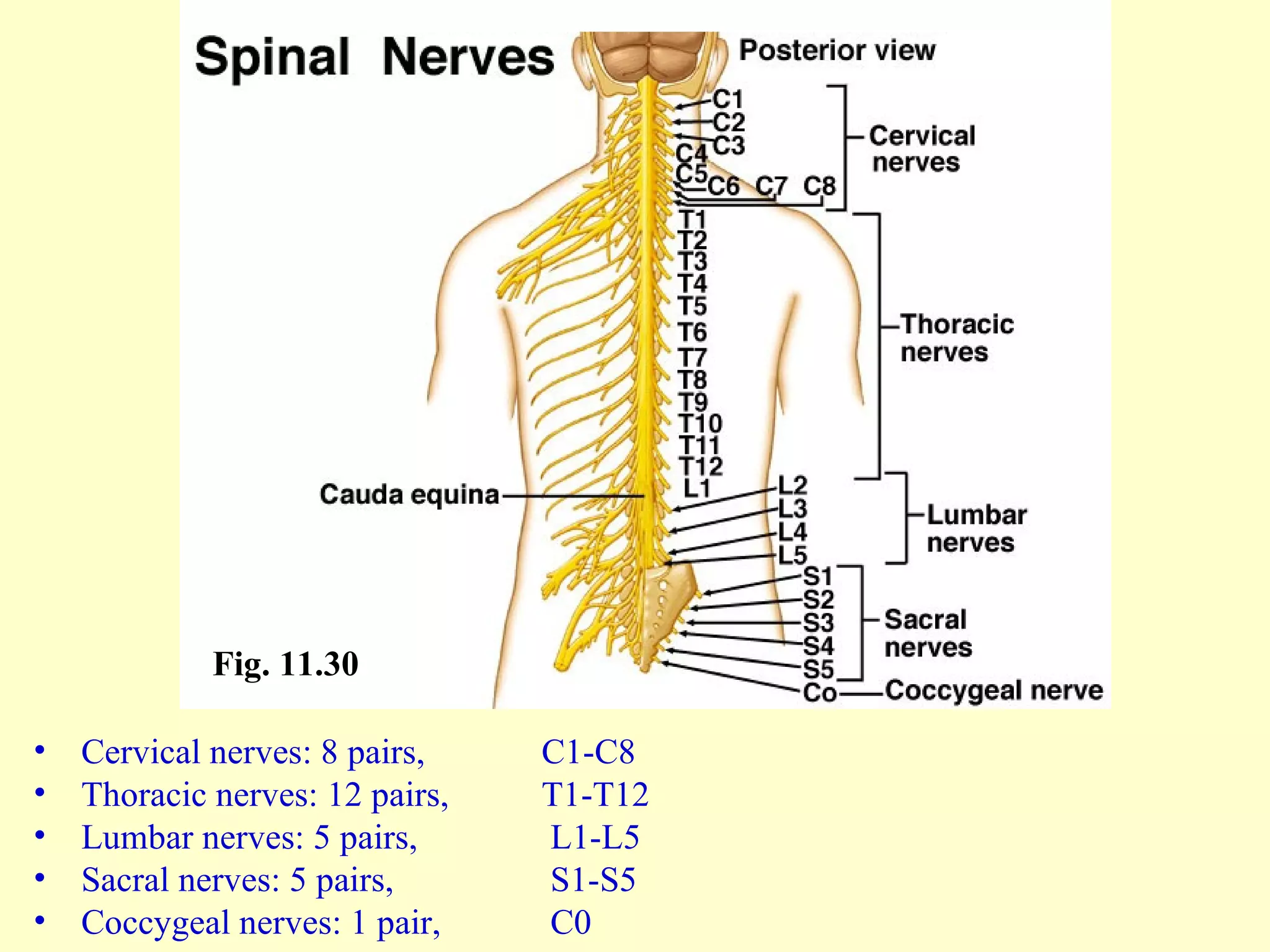 Cervical nerves: 8 pairs,  C1-C8 Thoracic nerves: 12 pairs,  T1-T12 Lumbar nerves: 5 pairs,   L1-L5 Sacral nerves: 5 pairs,   S1-S5 Coccygeal nerves: 1 pair,   C0 Fig. 11.30 