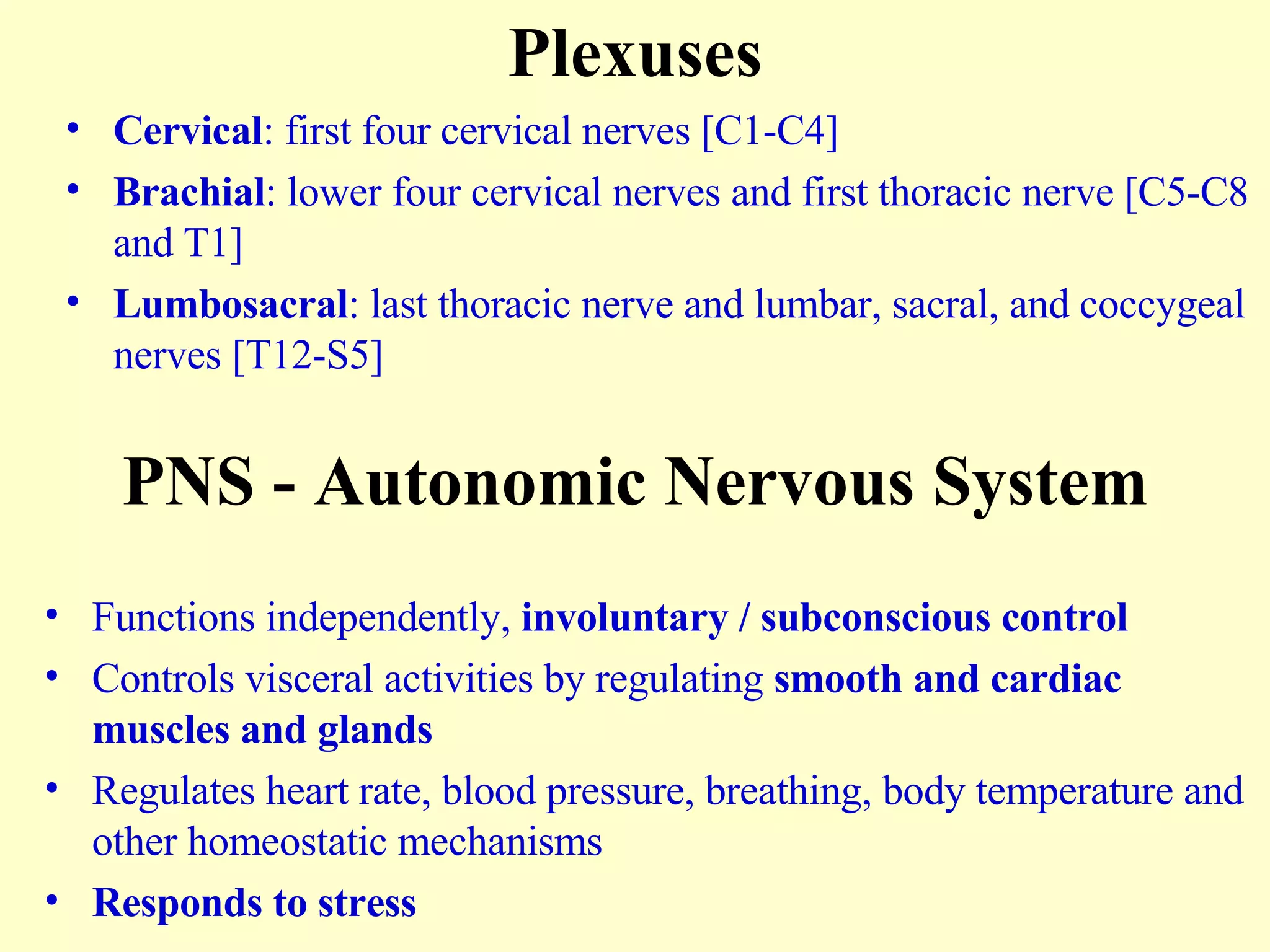 Plexuses Cervical : first four cervical nerves [C1-C4] Brachial : lower four cervical nerves and first thoracic nerve [C5-C8 and T1] Lumbosacral : last thoracic nerve and lumbar, sacral, and coccygeal nerves [T12-S5] PNS - Autonomic Nervous System Functions independently,  involuntary / subconscious control Controls visceral activities by regulating  smooth and cardiac muscles and glands Regulates heart rate, blood pressure, breathing, body temperature and other homeostatic mechanisms Responds to stress 
