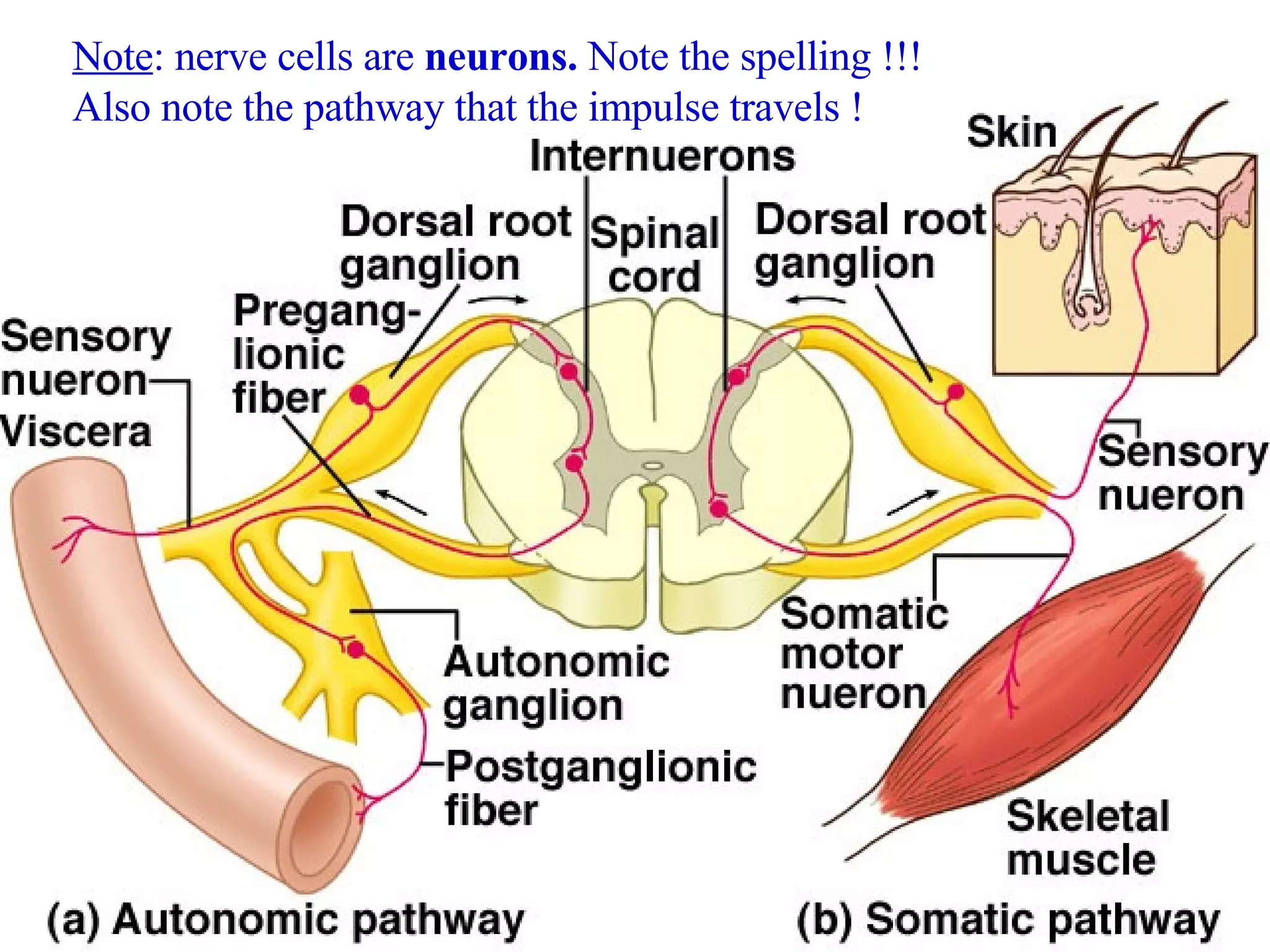 Note : nerve cells are  neurons.  Note the spelling !!! Also note the pathway that the impulse travels ! 