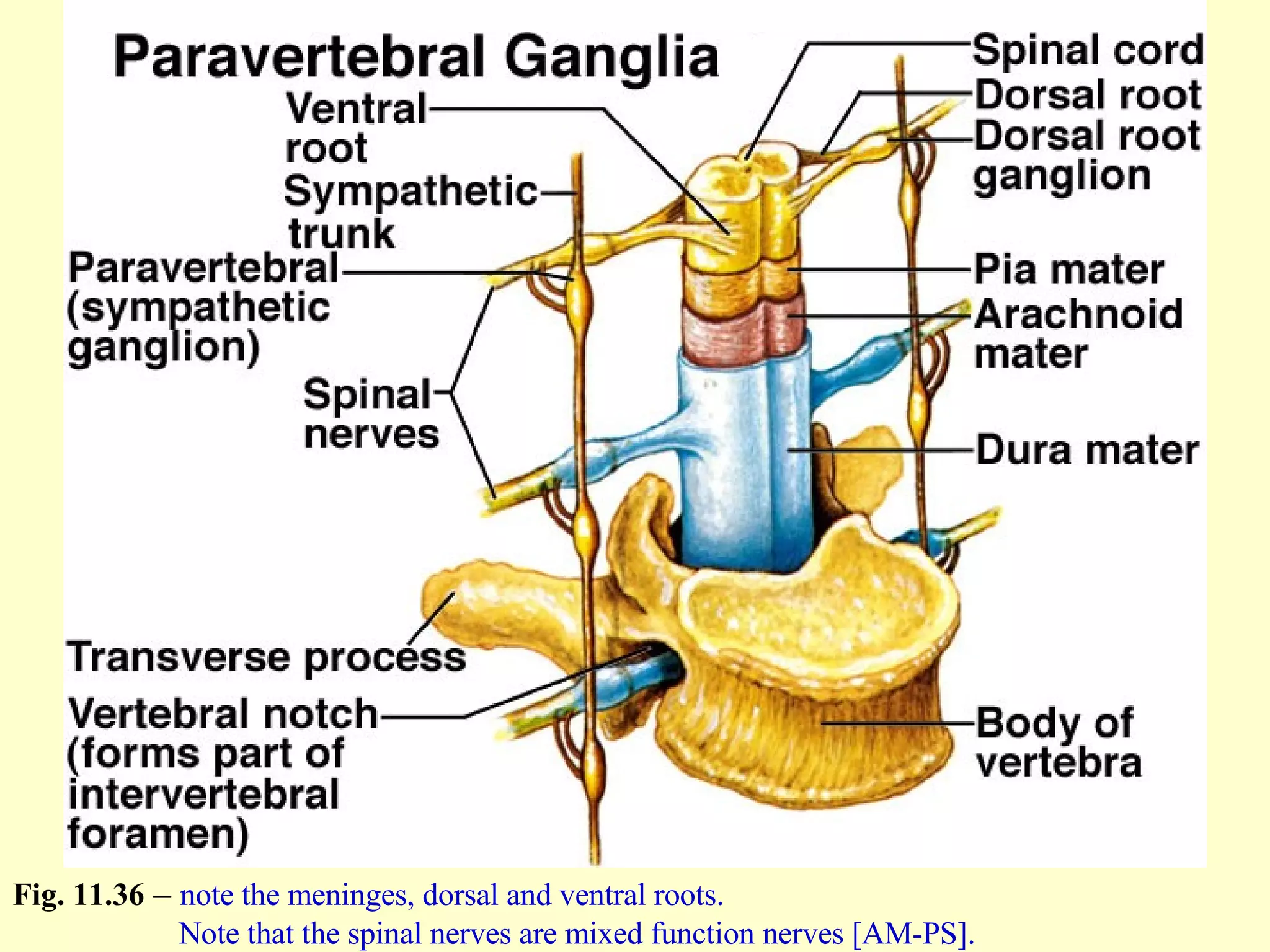 Fig. 11.36  –  note the meninges, dorsal and ventral roots.   Note that the spinal nerves are mixed function nerves [AM-PS]. 