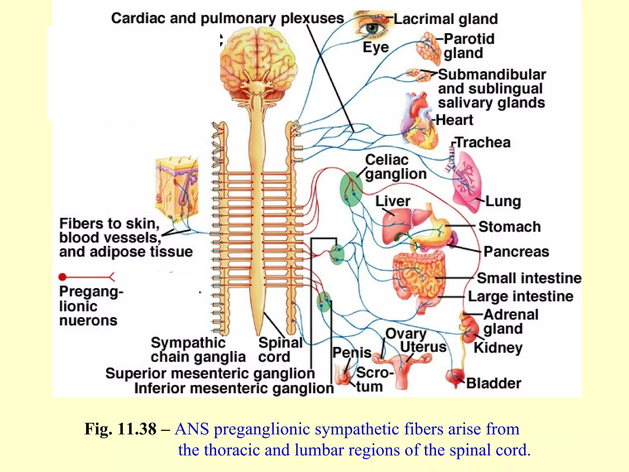 Fig. 11.38 –  ANS   preganglionic sympathetic fibers arise from    the thoracic and lumbar regions of the spinal cord. 